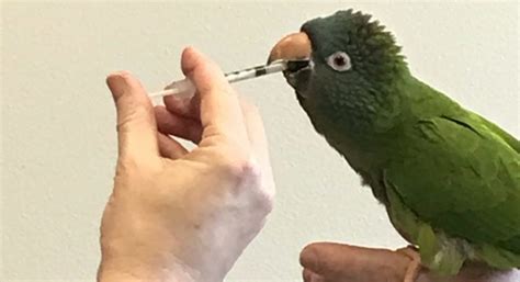 medicated birds for humans